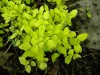 3962?width=100&height=80&name=origanum-v