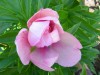 3963?width=100&height=80&name=paeonia-it