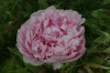 3964?width=100&height=80&name=paeonia-la