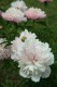 3965?width=100&height=80&name=paeonia-la