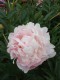 3966?width=100&height=80&name=paeonia-la