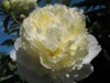 3967?width=100&height=80&name=paeonia-la