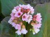 396?width=100&height=80&name=bergenia-x-