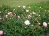 3970?width=100&height=80&name=paeonia-la