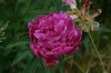 3971?width=100&height=80&name=paeonia-la