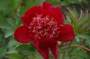 3972?width=100&height=80&name=paeonia-la