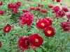 3973?width=100&height=80&name=paeonia-la