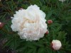 3974?width=100&height=80&name=paeonia-la