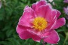 3975?width=100&height=80&name=paeonia-la