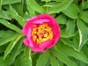 3976?width=100&height=80&name=paeonia-pe