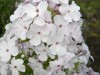 3977?width=100&height=80&name=phlox-pani