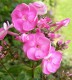 3978?width=100&height=80&name=phlox-pani