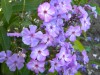 3979?width=100&height=80&name=phlox-pani