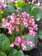 397?width=100&height=80&name=bergenia-x-