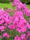 3980?width=100&height=80&name=phlox-pani