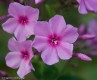 3981?width=100&height=80&name=phlox-pani