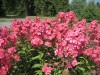 3982?width=100&height=80&name=phlox-pani