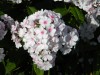 3983?width=100&height=80&name=phlox-pani