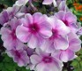 3984?width=100&height=80&name=phlox-pani