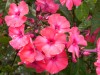 3985?width=100&height=80&name=phlox-pani