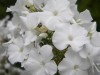 3986?width=100&height=80&name=phlox-pani