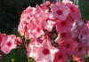 3988?width=100&height=80&name=phlox-pani