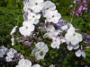 3989?width=100&height=80&name=phlox-pani