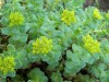 3991?width=100&height=80&name=rhodiola-r