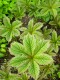 3992?width=100&height=80&name=rodgersia-