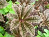 3993?width=100&height=80&name=rodgersia-