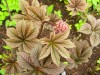 3994?width=100&height=80&name=rodgersia-