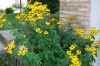 3998?width=100&height=80&name=rudbeckia-