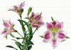 3?width=100&height=80&name=alstroemeria-