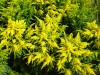 4000?width=100&height=80&name=solidago-x