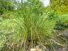 4001?width=100&height=80&name=stipa-capi