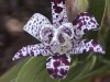 4003?width=100&height=80&name=tricyrtis-