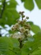 4008?width=100&height=80&name=aesculus-h