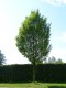 4015?width=100&height=80&name=carpinus-b