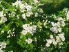 4024?width=100&height=80&name=crataegus-