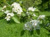 4026?width=100&height=80&name=crataegus-