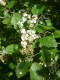 4027?width=100&height=80&name=crataegus-