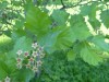 4028?width=100&height=80&name=crataegus-