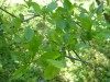 4029?width=100&height=80&name=crataegus-