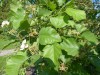 4031?width=100&height=80&name=crataegus-