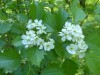 4032?width=100&height=80&name=crataegus-