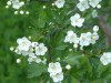 4033?width=100&height=80&name=crataegus-