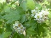 4035?width=100&height=80&name=crataegus-