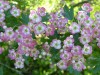 4036?width=100&height=80&name=crataegus-