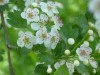 4037?width=100&height=80&name=crataegus-