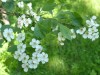 4039?width=100&height=80&name=crataegus-